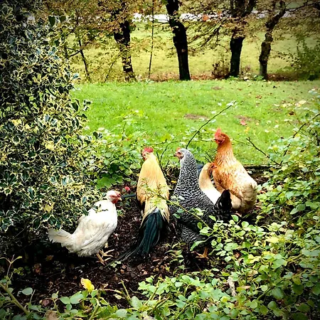 Fiocco فندق مبيت وإفطار Sospirolo